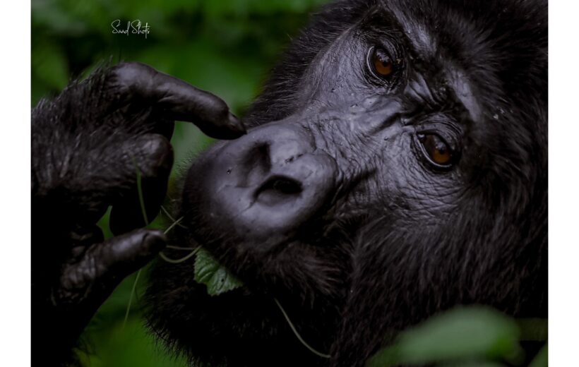 6-Day Gorilla and Chimpanzee Tracking and Wildlife Tour.