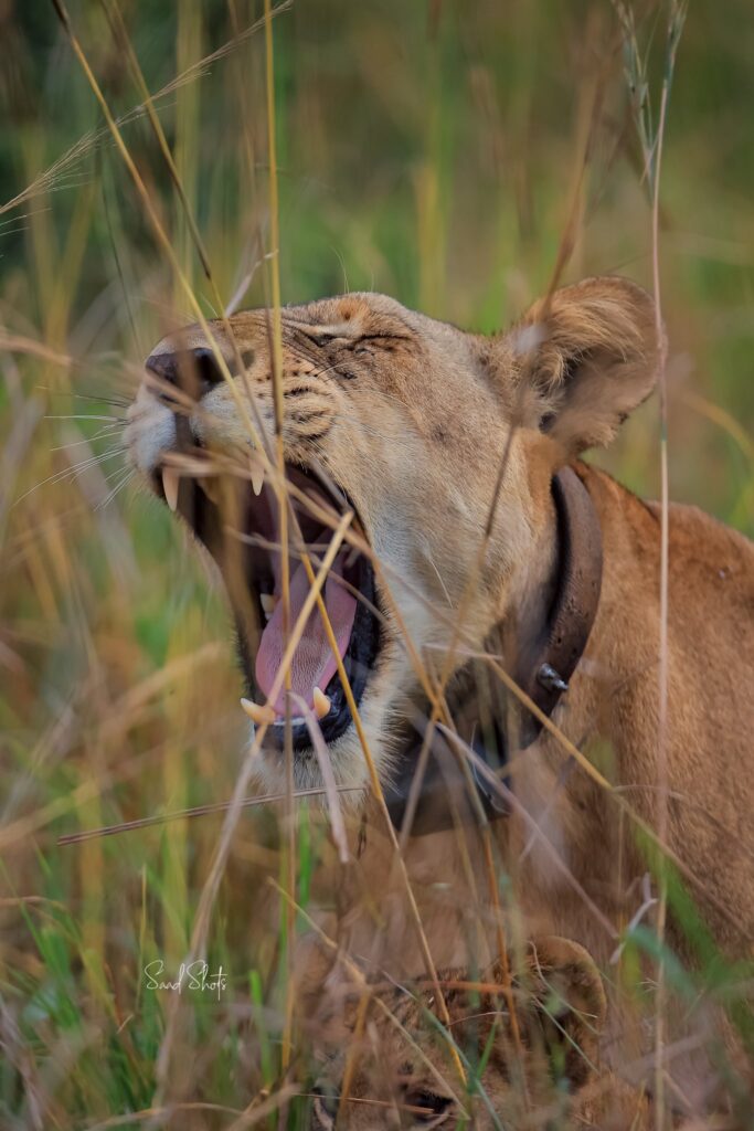 lazy lion in the savannahs of queen elizabeth national park