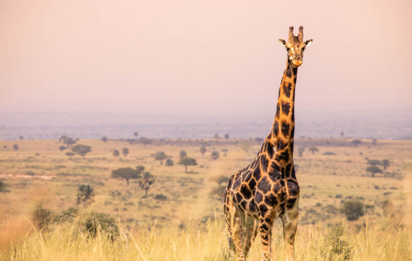 7-day Tanzania safari of wildlife and culture
