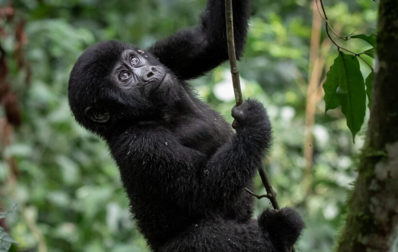 4-Day Rwanda Gorilla Trekking.
