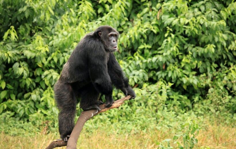 9-Day Gorilla and Chimpanzee Trekking.