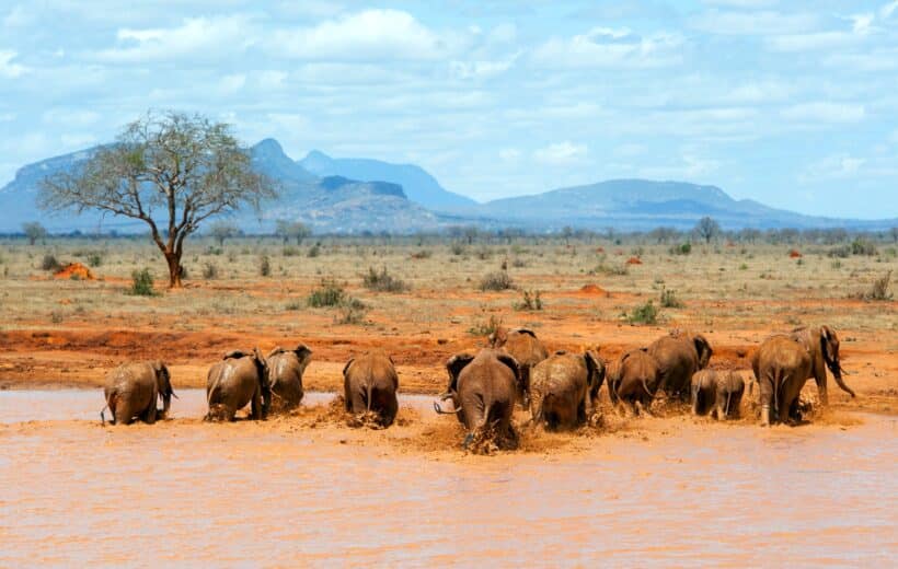 6 days Kenya safari adventure
