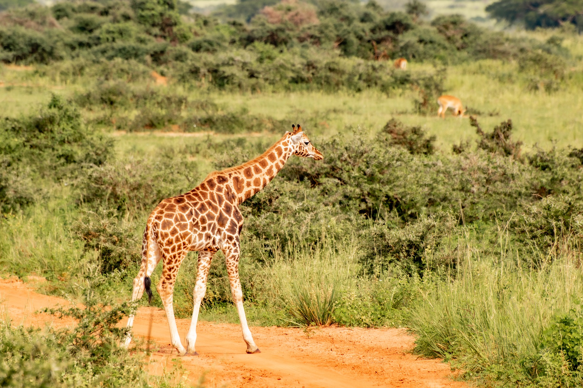 Safari Experience in Uganda: An Adventure of a Lifetime