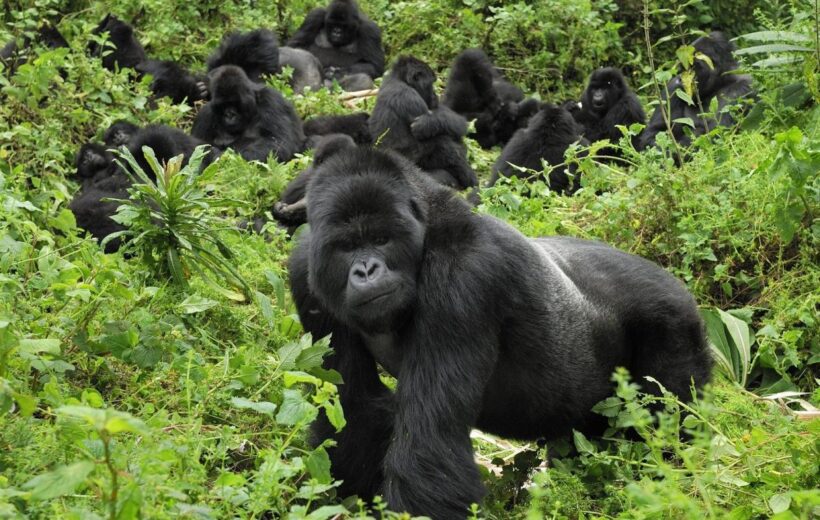 3-Days Gorilla Trekking in Bwindi Forest.