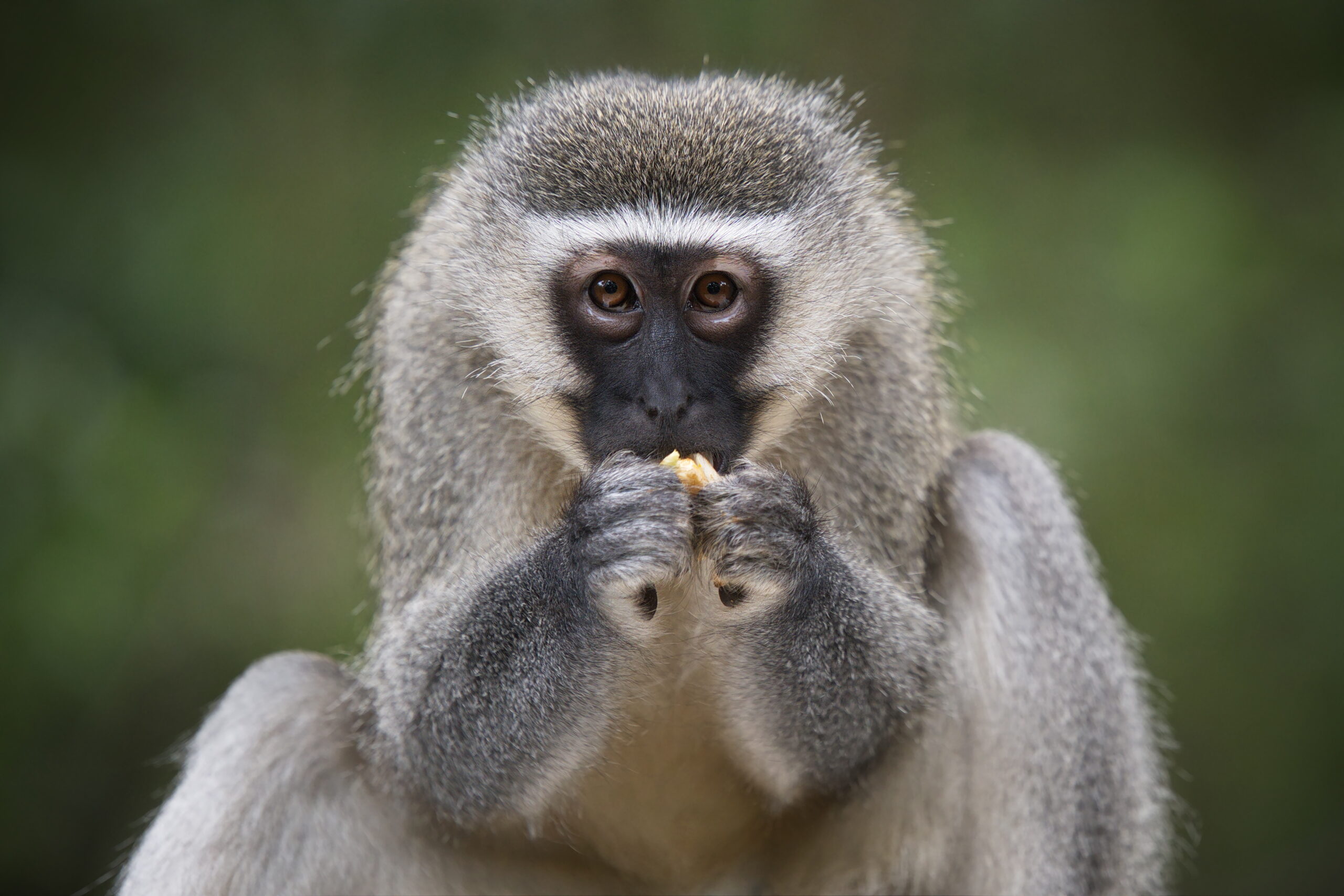 Patas monkey, Endangered Species, African Savannah, Social Groups