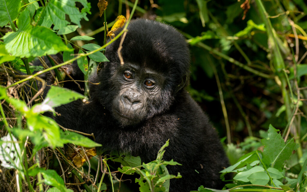 juvinile gorilla in shrubs with in bwindi impenetrable national park