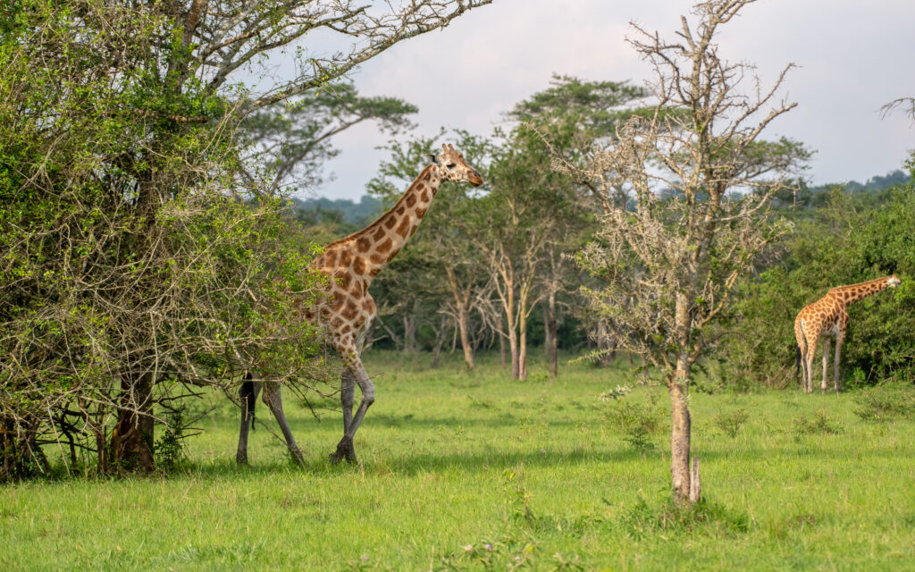 giraffe s in murchison fals national park, also found in lake mburo national park