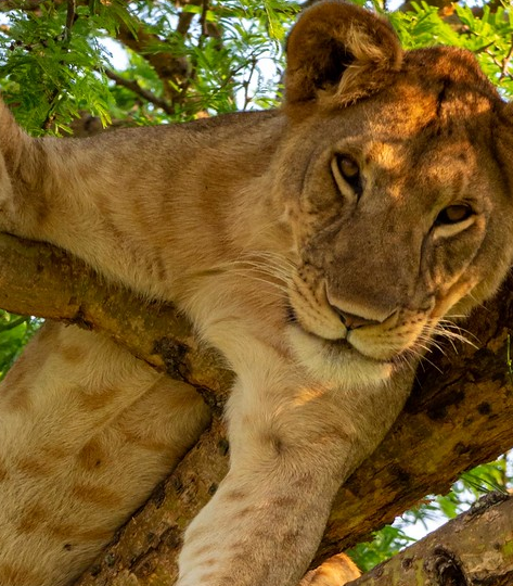 Tree climbing lion in queen elizabeth national park