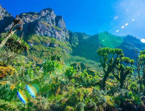 unique vegetation of rwenzori national park; reatreat to tranquility