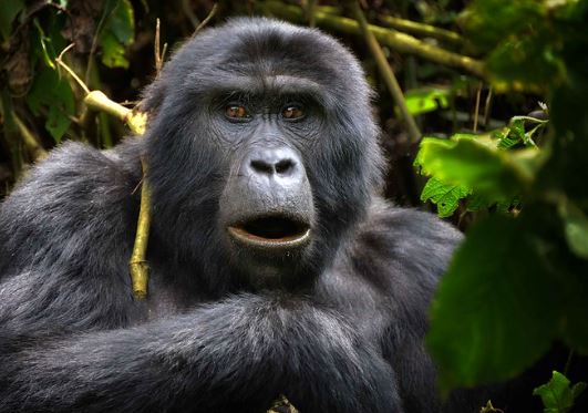 gorilla in volcanoes national park