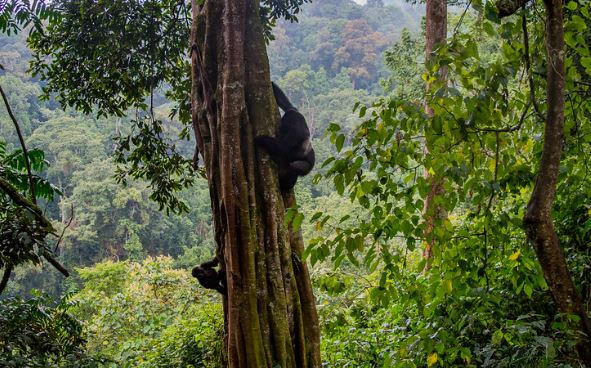 gorillas climb trees in bwindi impenetrable national park