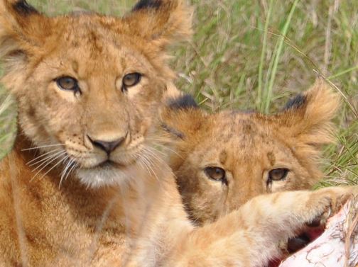 lion cabs gazing at the photgrapher in queen elizabeth national park