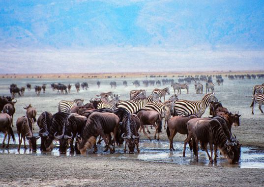 wildlife in ngorongoro