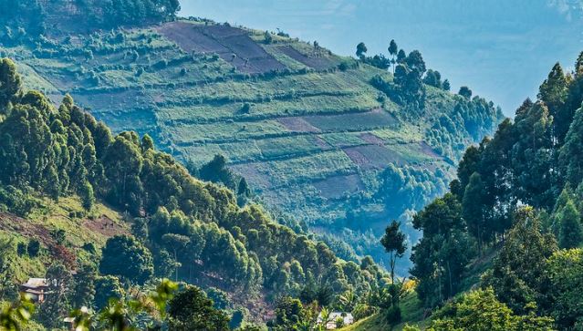 terraced hills of kisoro. view from bwindi retreat